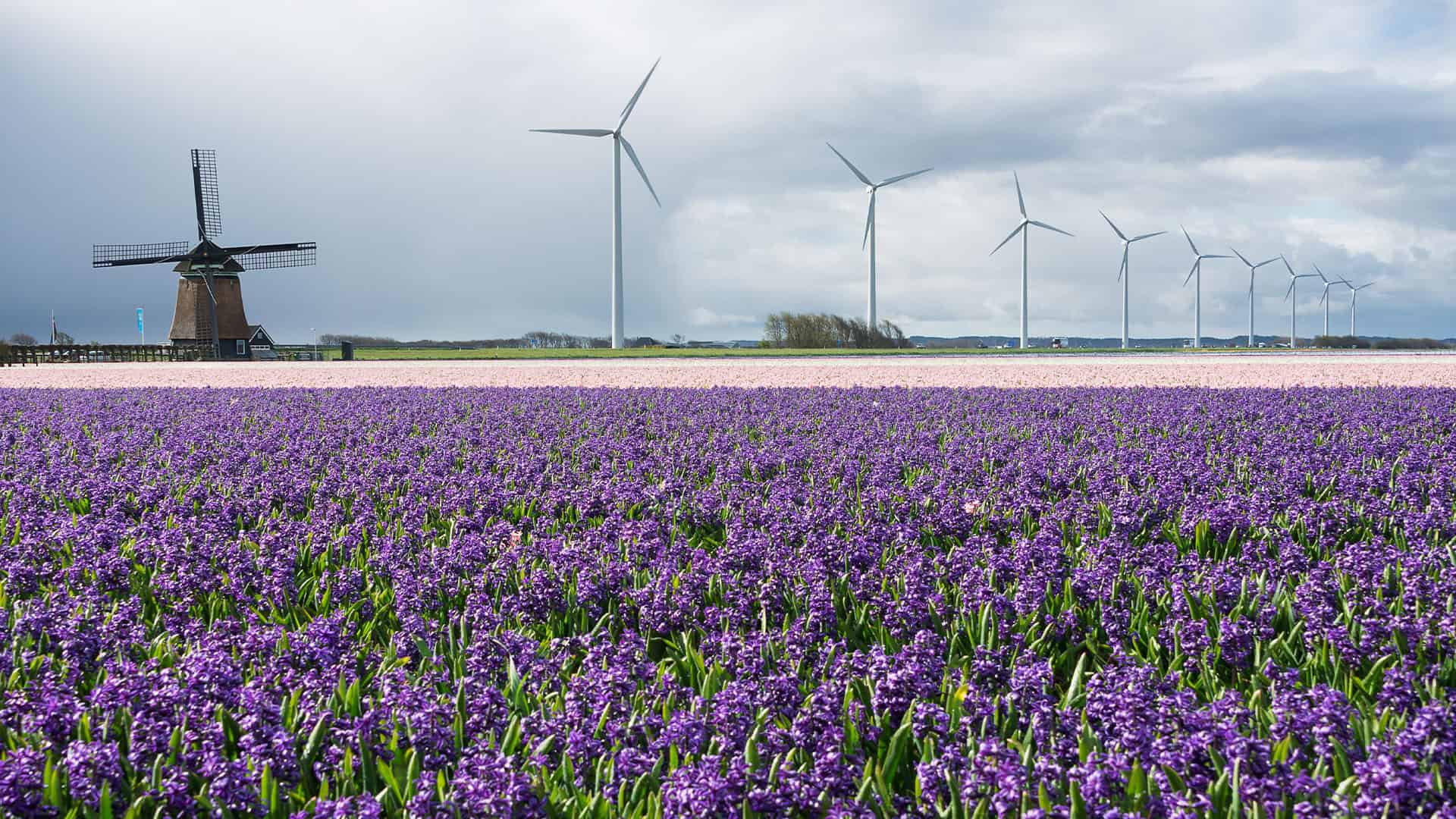 Campo de Lavanda con molinos aerogeneradores de energia iberdrola