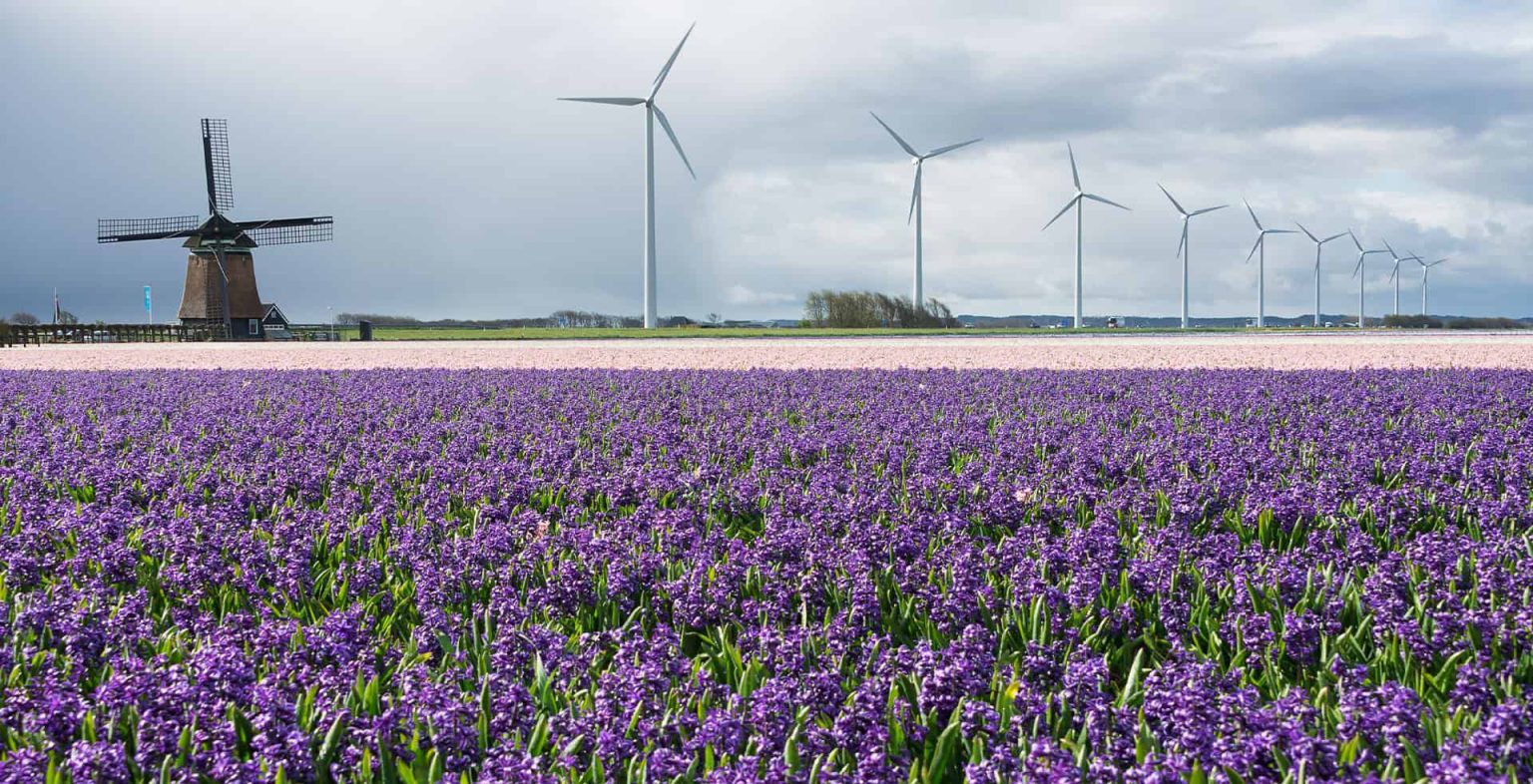 Campo de Lavanda con molinos aerogeneradores de energia iberdrola
